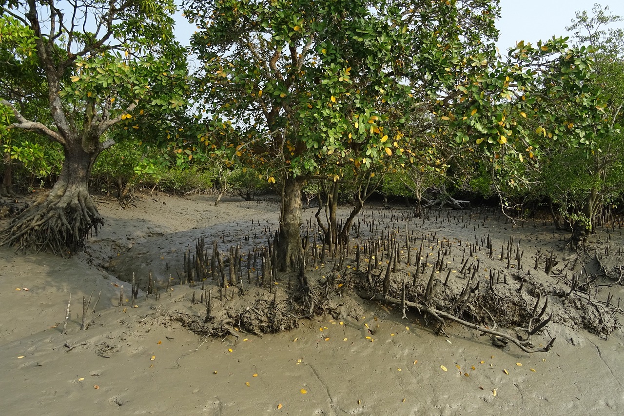Sundarban Tour Package For 2 Night 3 Days
