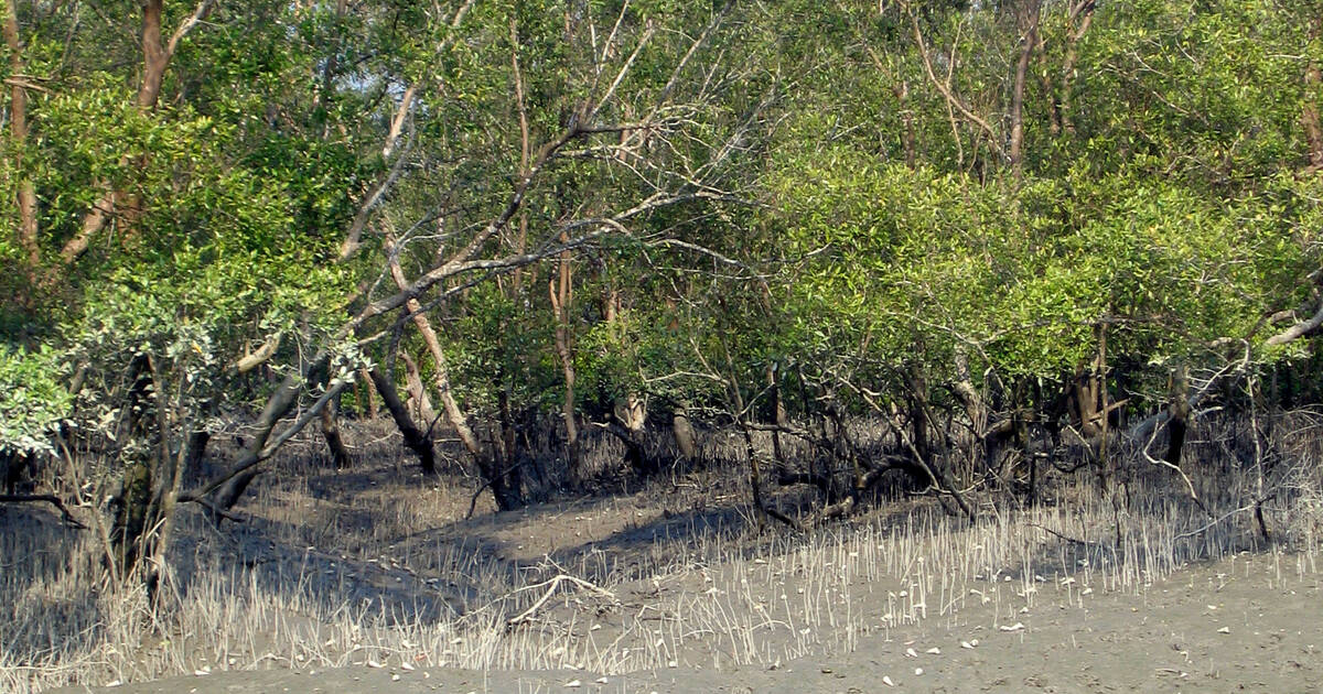 Sundarban Tour Package For 1 Night 2 Days